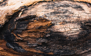 old wood texture