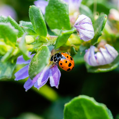 Spotted Amber Ladybird on a flower