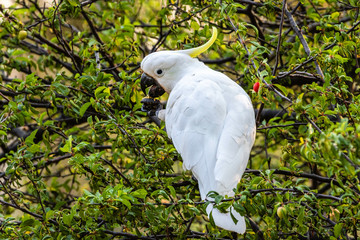 Sulphur-crested Cockatoo eating in a tree