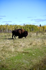 A large buffalo stands in a meadow in Riding Mountain National Park