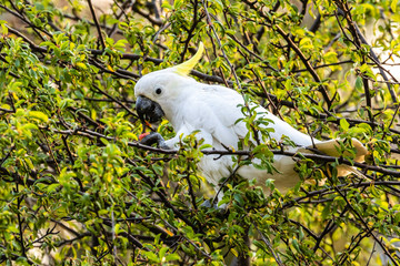 Sulphur-crested Cockatoo eating in a tree