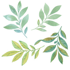 A set of leaves. Watercolor painting set of leaves on a white background. Hand draw watercolor illustration. Design element.