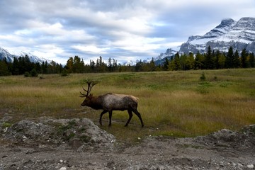 An elk stands in a meadow in the Canadian Rockies near Banff