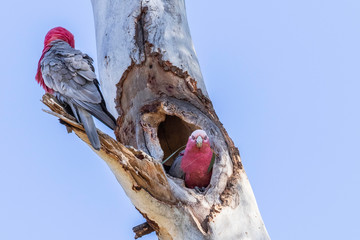 Galah couple preparing a hollow