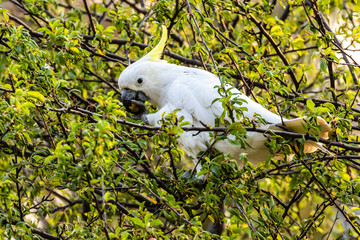 Sulphur-crested Cockatoo eating in a tree