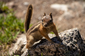 Chipmunk saying hi near Mills Lake Rocky Mountain National Park