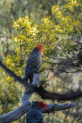 Gang-gang Cockatoo males, including a juvenile, at front, in a tree