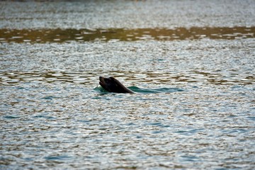 Naklejka premium A sea lion swims past with its head raised