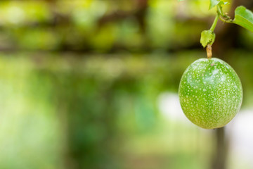 Passion fruit in the garden of green agriculture Are nearby to eat