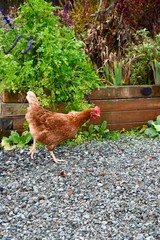 After escaping from its coop a chicken struts across the farm yard 
