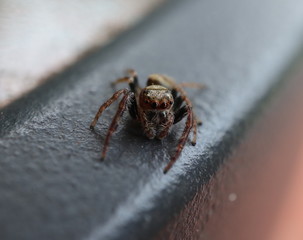 Jumping Hairy Spider with Big Eyes