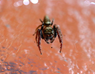 Jumping Hairy Spider with Big Eyes