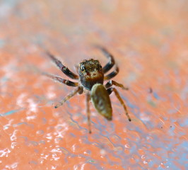 Jumping Hairy Spider with Big Eyes