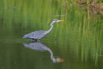 Grey Heron (Ardea cinerea) adult standing in lake with water refelexion, Baden-Wuerttemberg, Germany