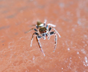 Jumping Hairy Spider with Big Eyes