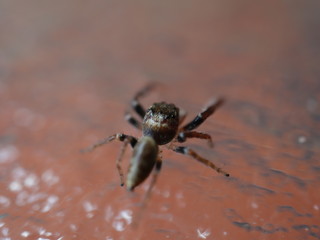Jumping Hairy Spider with Big Eyes