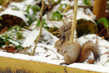 木の実を食べるエゾリス