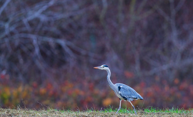 Grey Heron (Ardea cinerea) adult on meadow in front of autumn coloured bushes, Baden-Wuerttemberg,...