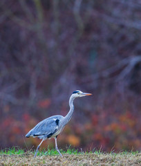 Grey Heron (Ardea cinerea) adult on meadow in front of autumn coloured bushes, Baden-Wuerttemberg, Germany