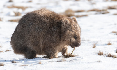 Obraz premium Common wombat searching for food in the snow in the highlands of Tasmania
