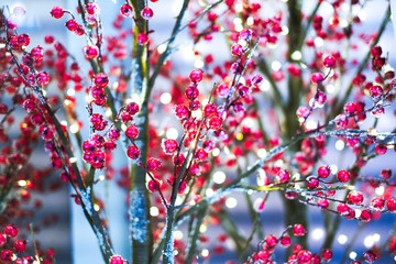 Frosty Christmas holly tree decoration, red fruits, frost and snow on branches, soft focus Christmass tree lights with beautiful soft bokeh effect.