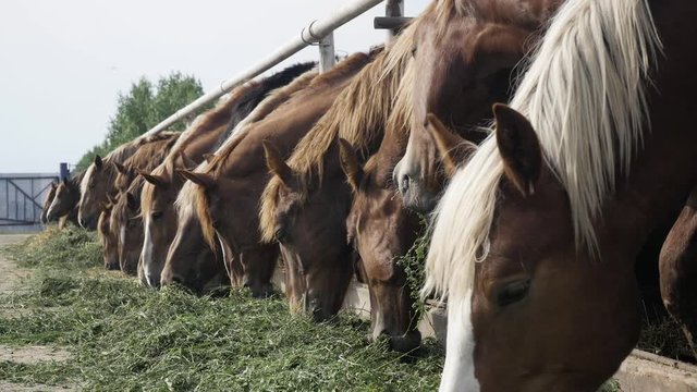 Horses eat green grass and hay on the farm