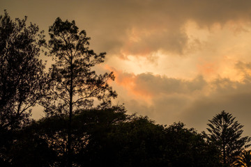 silhouette of a tree with dawn clouds