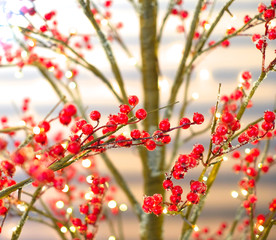 Christmas holly tree decoration with red fruit, frost, soft focus Christmass tree lights with beautiful soft bokeh effect.
