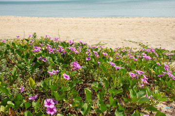 beach morning glory flower color beautiful flowers bloom on beach. 