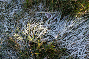 Frozen grass
