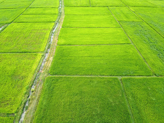 Aerial view rice plants yield in the green paddy field of Thailand