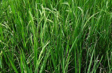 Close up of green paddy rice plant of Thailand with rain drops on the end of the rice grains.