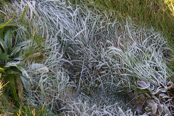 Frost on grass, scottish coast