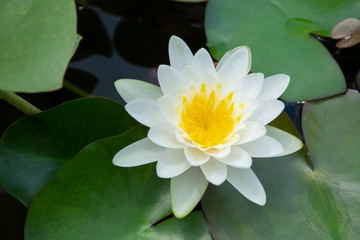 White Lotus flower in a pot with water parks. See the beautiful