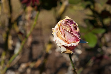 Withered rose flower bud isolated on blurred background. Horizontal shot.