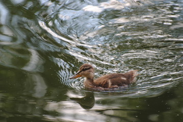 Duckling floating on the surface of the water