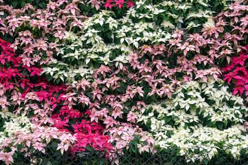 Poinsettia!! Spectacular showcase of heirloom and newly developed poinsettia varieties are a centerpiece of the holiday decor at the United States Botanic Garden in Washington, DC.