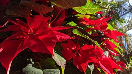 Poinsettia!! Spectacular showcase of heirloom and newly developed poinsettia varieties are a centerpiece of the holiday decor at the United States Botanic Garden in Washington, DC.