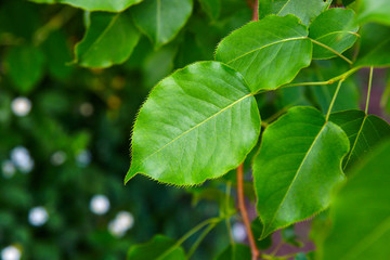 Fototapeta na wymiar Close-up of green leaves of trees, green background.