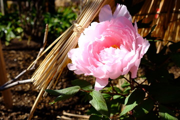 上野東照宮ぼたん苑で美しく咲くピンクの冬牡丹