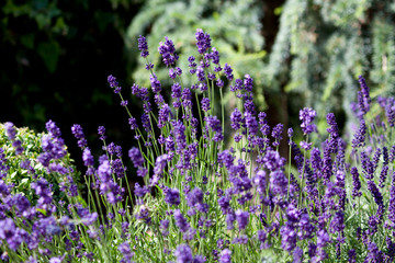 Obraz premium Lavendel Blüten ( Lavandula angustifolia)