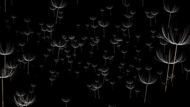 Stock 4k: Beautiful dandelion seeds blowing in the wind on black background. Royalty high-quality free best stock of the wind blows dandelion floating seeds isolated falling on black background 