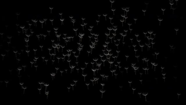 Stock 4k: Beautiful dandelion seeds blowing in the wind on black background. Royalty high-quality free best stock of the wind blows dandelion floating seeds isolated falling on black background 