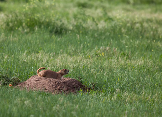 Barking Prairie Dog