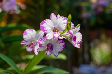 Colorful fresh orchids bloom in gardens are popular with teens