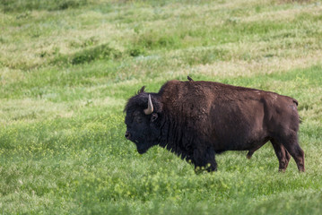 Bison Bull with a Bird