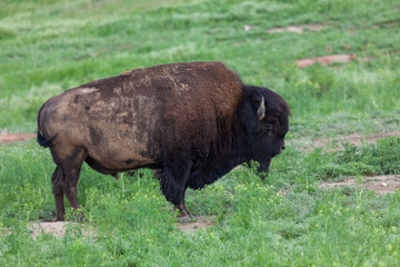 Large Male Bison
