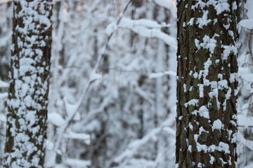 Fototapeta premium Snow Forest