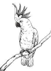 sketch of bird on branch of tree © saranya
