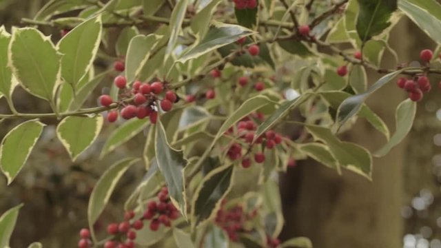 Holly tree with red berries growing outside in the breeze